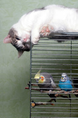guard cat and parrot