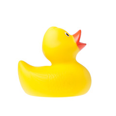 Rubber duck isolated on the white background