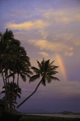 rainbow at sunrise with palm trees in hawaii