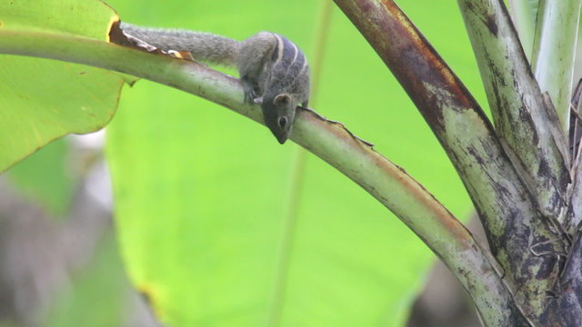 Burunduk