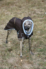 dressed dog - whippet