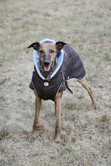 dressed dog - whippet