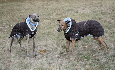 dressed dog - whippet