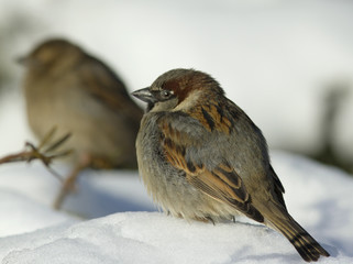 House Sparrow