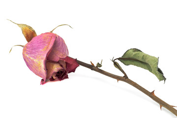 dried rose