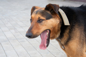 Portrait  dog