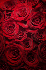 Fototapeta premium Roses Background