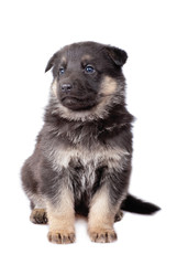 sheepdogs puppy isolated on white background