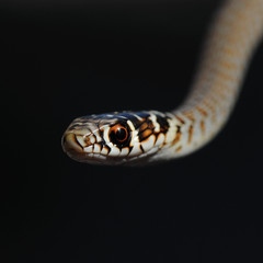 Coluber viridiflavus - Hierophis viridiflavus