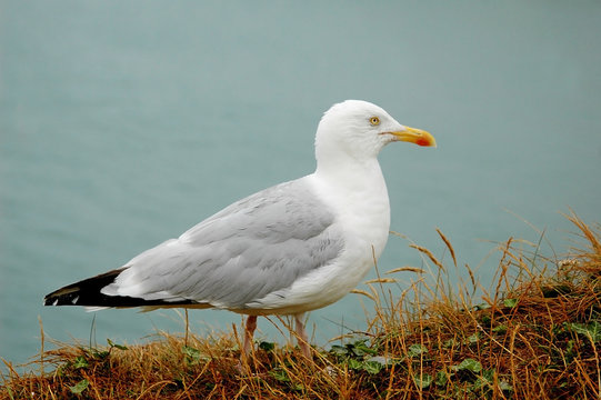 gull