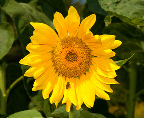 Obraz premium Sunflower with bee
