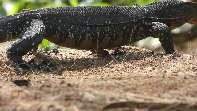 monitor lizard
