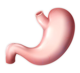 Human stomach