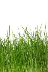 Frisches Gras