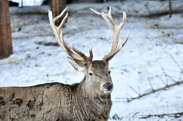 Portrait Hirsch mit Geweih vor Bäumen