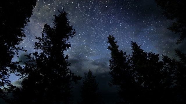 Forest Night Time Lapse