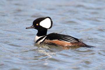 Male Hooded Merganser