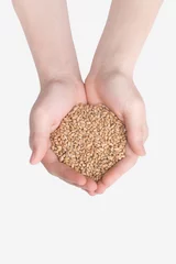 Deurstickers hands holding wheat grains © tataleka