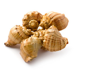 seashell on white background