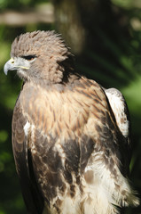 Red-tailed Hawk