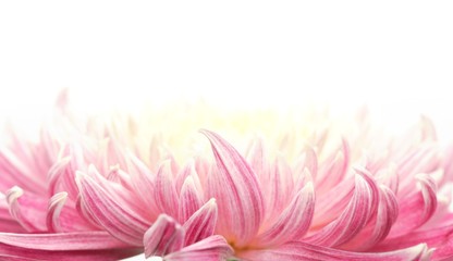 Closeup of chrysanthemum flower petal