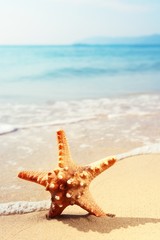 Fototapeta na wymiar starfish on beach