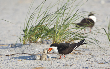 American Oystercatcher ( Haermatopus palliatus)