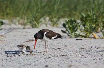 American Oystercatcher ( Haermatopus palliatus)