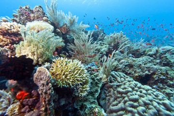 Coral garden Indonesia