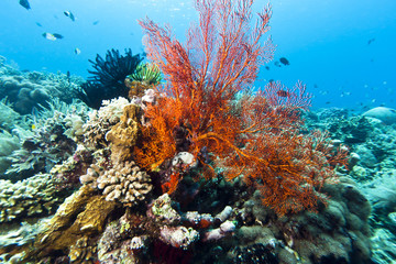 Naklejka na ściany i meble Gorgonian Sea fans Indonesia