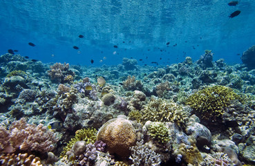 Coral garden Indonesia