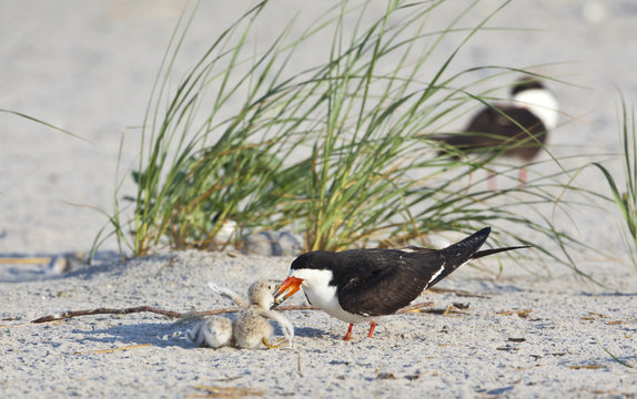 American Oystercatcher ( Haermatopus palliatus)