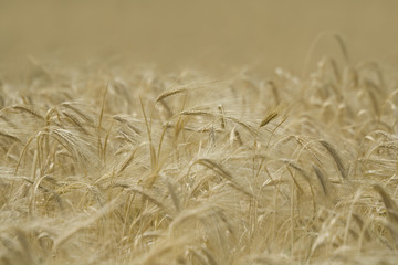 grain