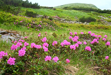 Rhododendron flowers in summer mountain