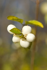 Autumn berry Symphoricarpos albus