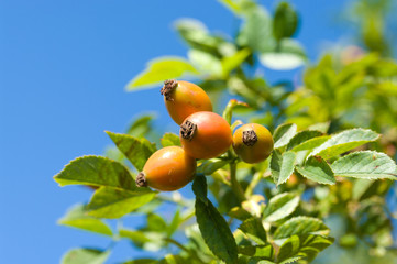 Dog rose against the blue sky.