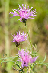 Flowering Centaurea jacea