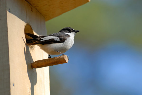 Pied flycatcher at the nesting box