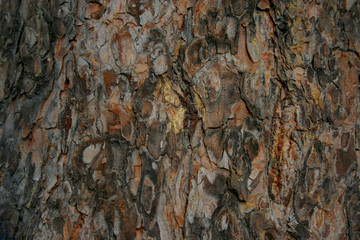 Pine bark