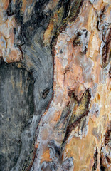 Pine bark