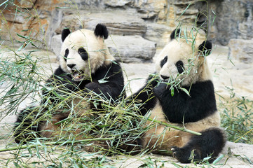 Obraz premium Panda Bears w Pekinie w Chinach