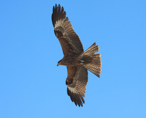 Predatory bird
