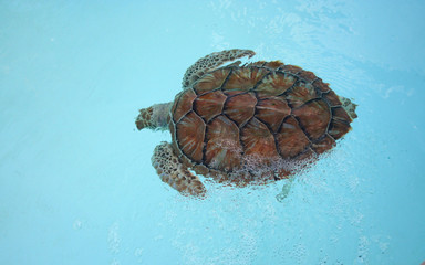 Turtle