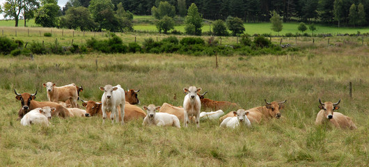 Obraz premium vaches et veaux