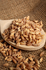 farro secco su cucchiaio di legno