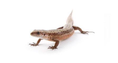 Fototapeta premium Llizard