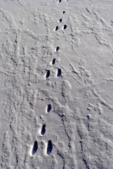 Hasenspuren
