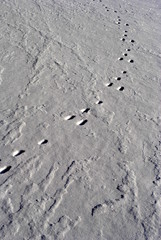 Spuren im Schnee