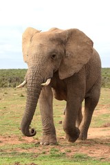 Obraz na płótnie Canvas African Elephant on the Move