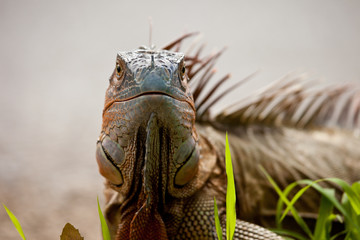 Iguana